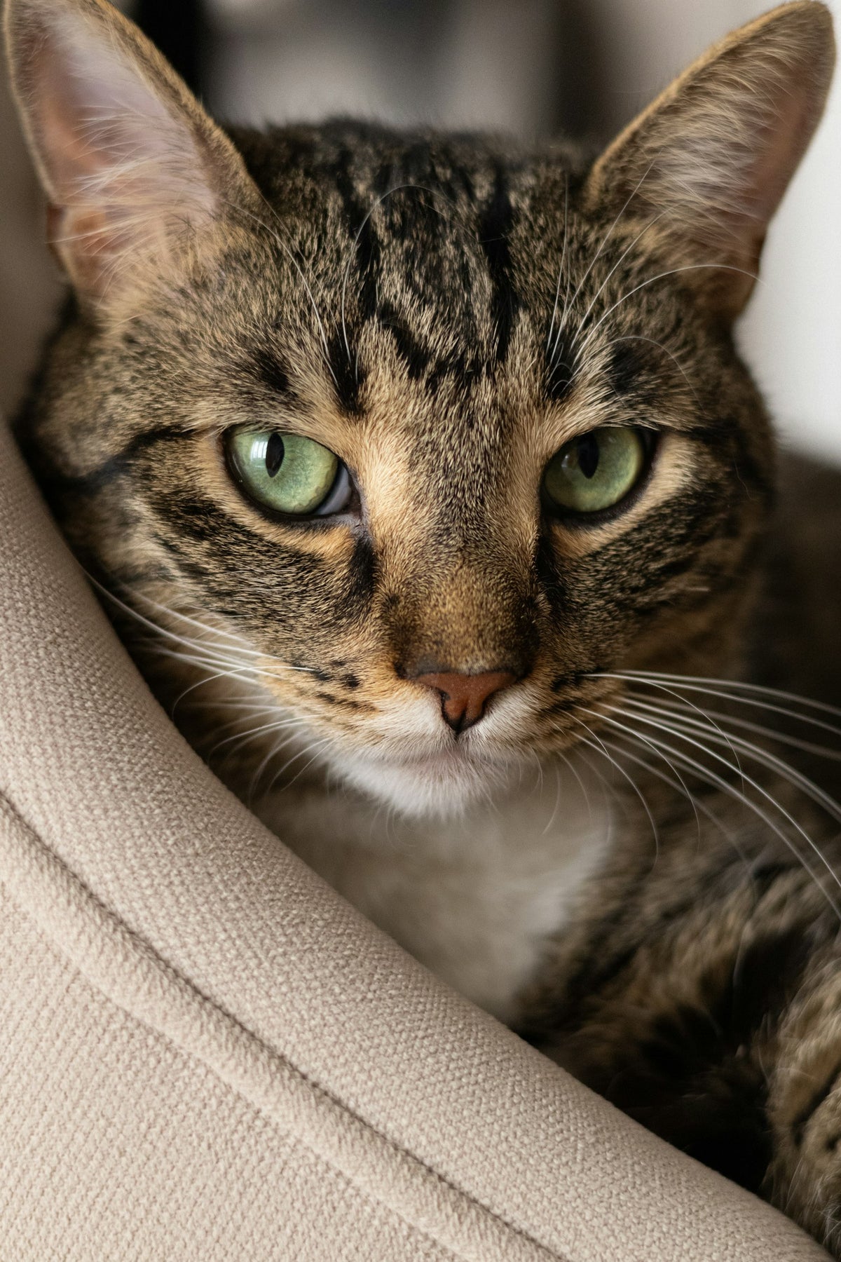Gato atigrado de ojos verdes sobre una manta beige